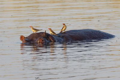 Red-billed oxpeckers