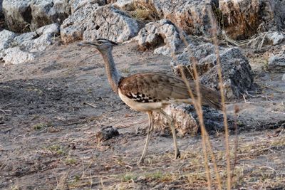 South African Birds
