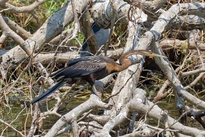 African darter