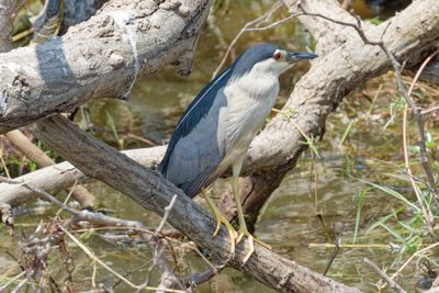 Black-crowned night heron