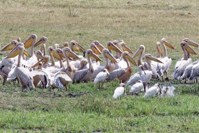 Great white pelicans