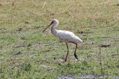 African spoonbill