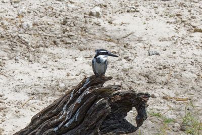 Pied kinfisher