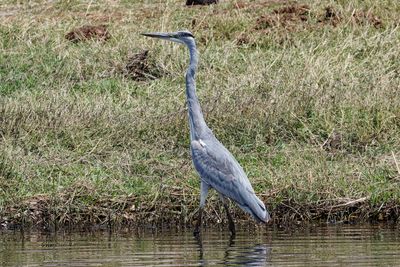 Grey heron