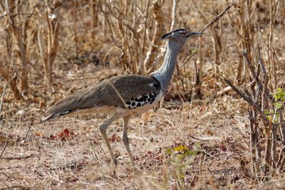 South African Birds