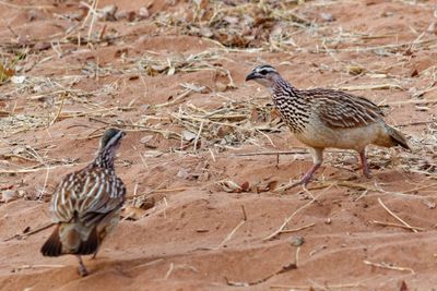 Crested francolin