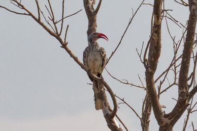 Southern red-billed hornbill