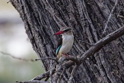 Brown-hooded kingfisher
