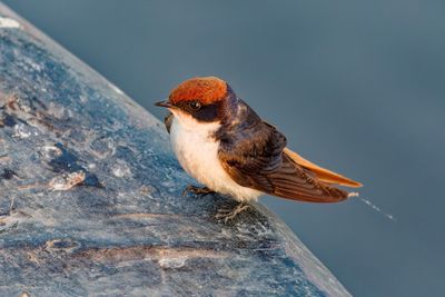 South African Birds