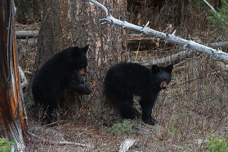 Black Bear Cubs.jpg