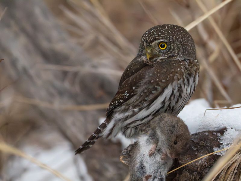 Northern Pygmy Owl with Vole.jpg