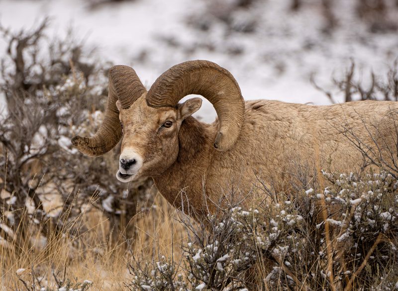 Bighorn Ram Chewing.jpg