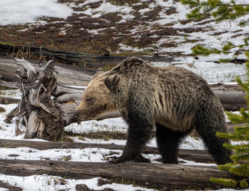 Young Grizzly Near Indian Springs.jpg