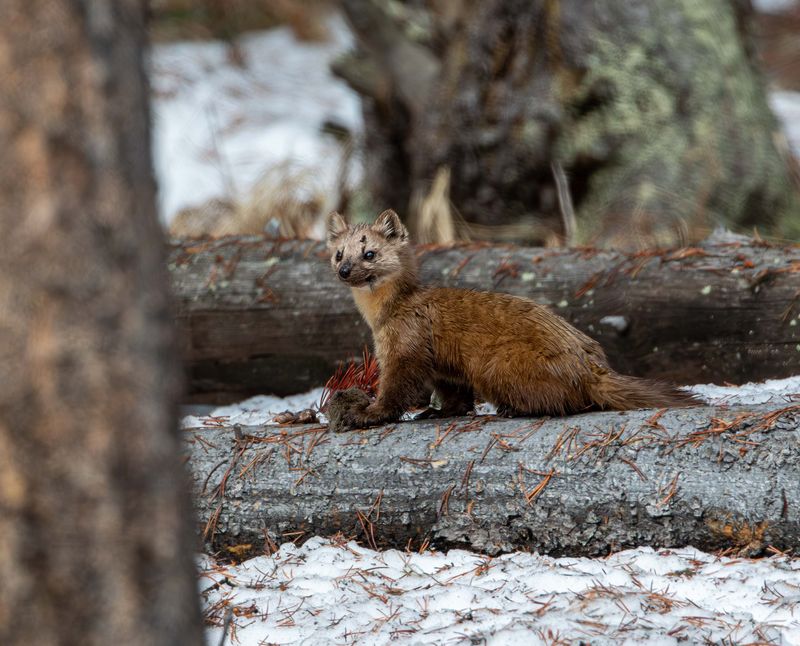 Marten at Bridge Bay with Breakfast.jpg