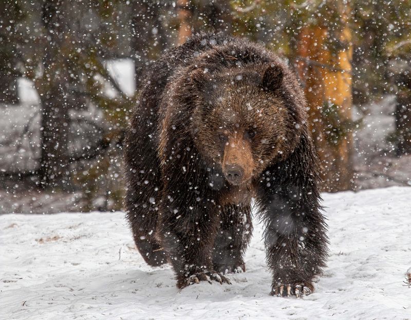 Grizzly Bear in a Snowstorm.jpg