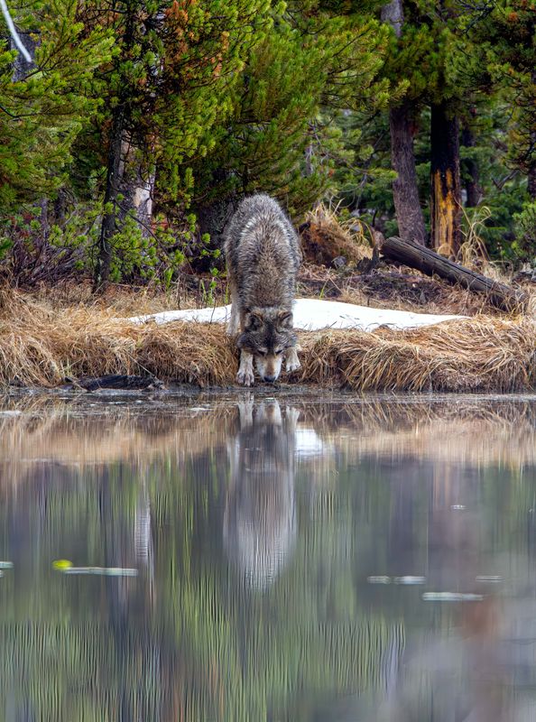 Wolf Taking a Drink May 10.jpg