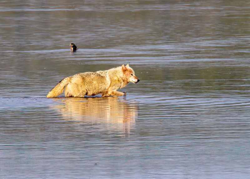 White Wolf in the Water May 12.jpg