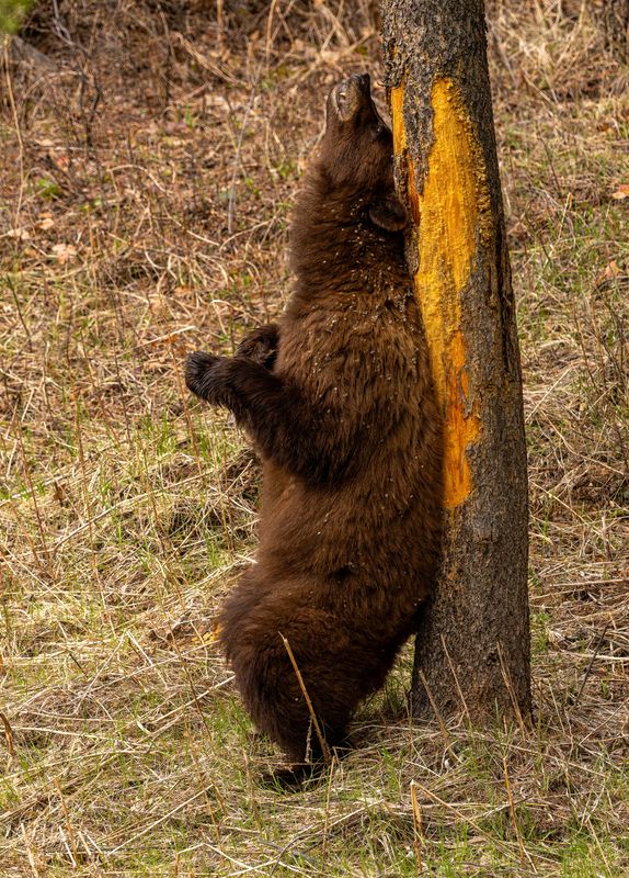 Cinnamon Black Bear Sow Scratching.jpg