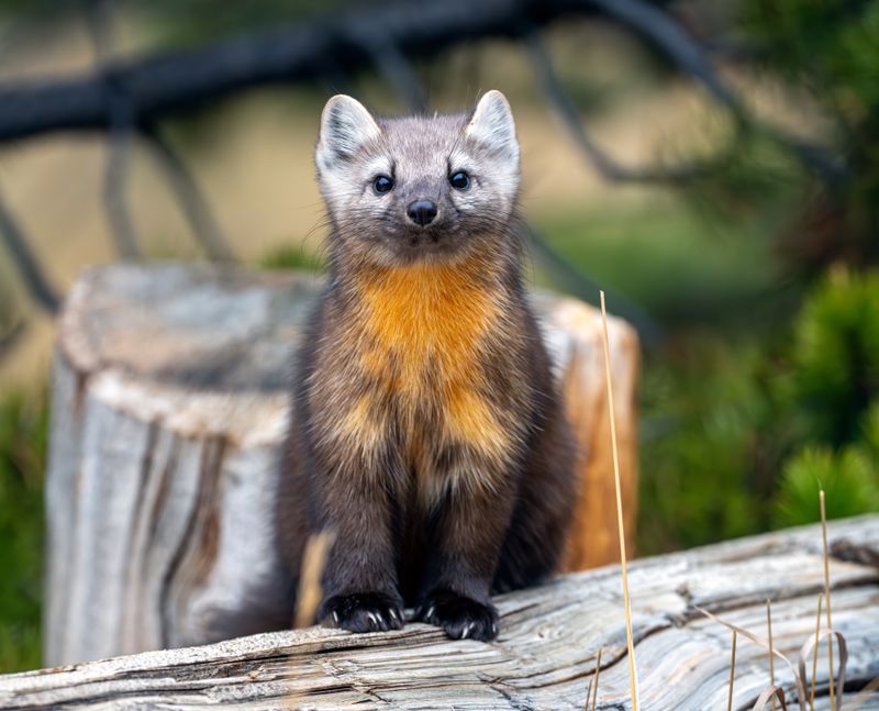 Pine Marten by the Stump.jpg
