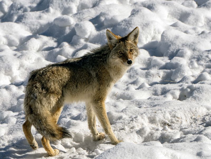 Coyote Near Blacktail.jpg