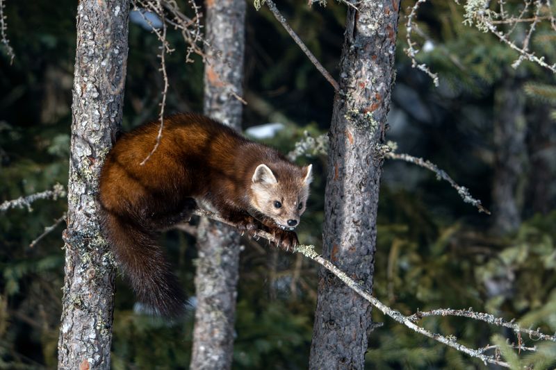 Pine marten on a skinny branch.jpg
