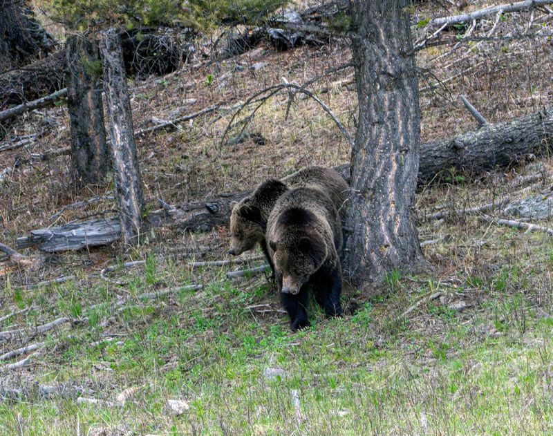 Grizzly Sow and Cub Near Floating Island Lake.jpg
