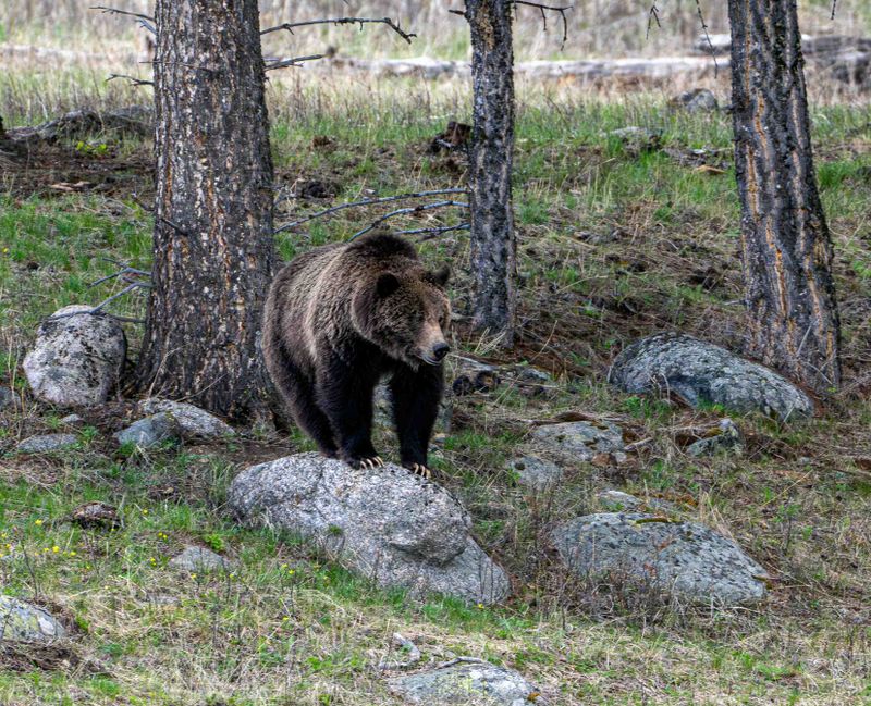 Grizzly Sow at Floating Island Lake on a Rock.jpg