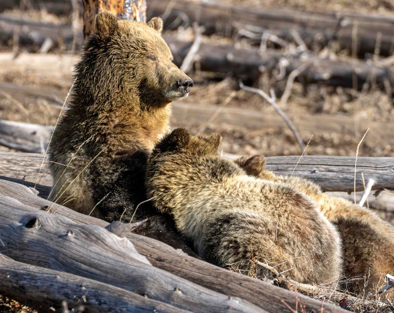 Grizzly Sow Snow Nursing.jpg