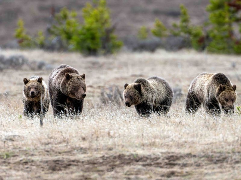 Momma Obsidian and Her Three Cubs.jpg
