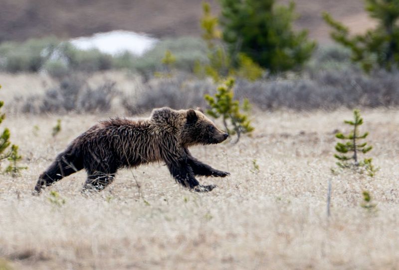 Obsidians Cub Sprinting.jpg