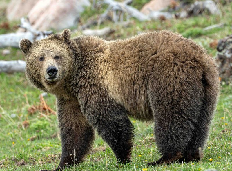 The Grizzly Sow Known as Snow.jpg