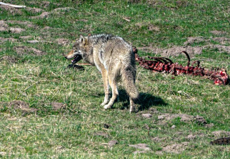 Wolf at Mud Volcano Beside Elk Spine.jpg