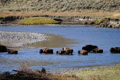 Bison Crossing at Slough Creek.jpg