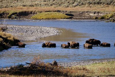 Bison in the creek.jpg