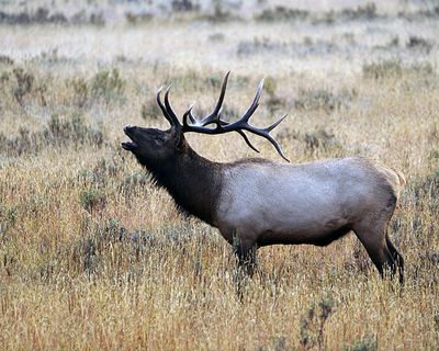 Bugling Elk.jpg