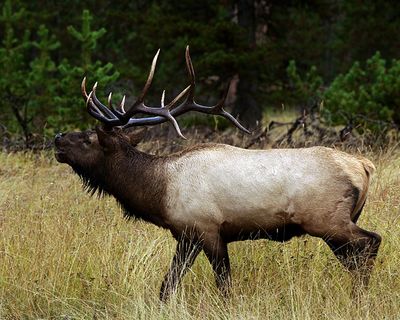 Bull Elk Bugling.jpg