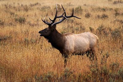 Bull Elk in Yellowstone.jpg