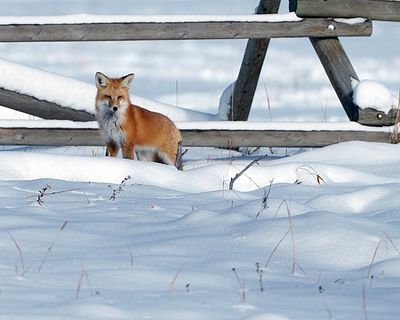 Fox by the Fence.jpg