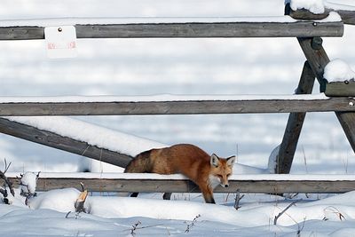 Fox Coming Through the Fence.jpg