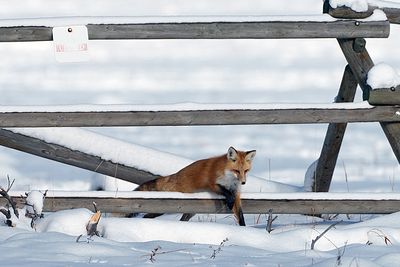 Fox Hopping the Fence.jpg