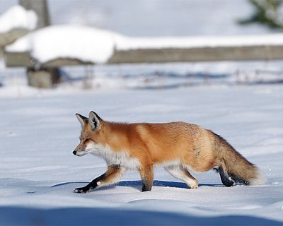 Fox in Front of the Fence.jpg