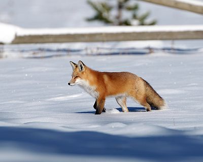 Fox in the snow.jpg