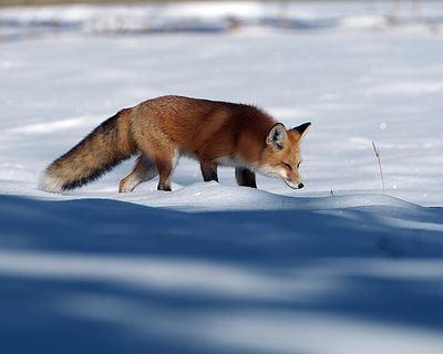 Fox sniffing.jpg