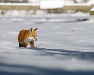 Fox Stalking in the Snow.jpg