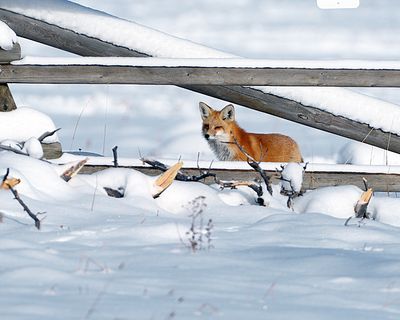 Fox through the fence.jpg