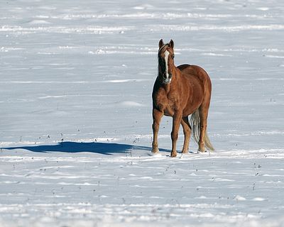 Horse in the Snow.jpg