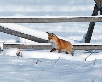 Red Fox by the Fence.jpg