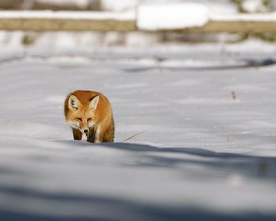 Red Fox in the snow by Lake Corral.jpg