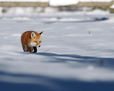 Red Fox Stalking in the Snow.jpg