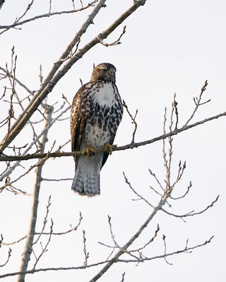 Hawk in a tree.jpg